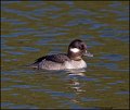 _2SB2216 bufflehead hen